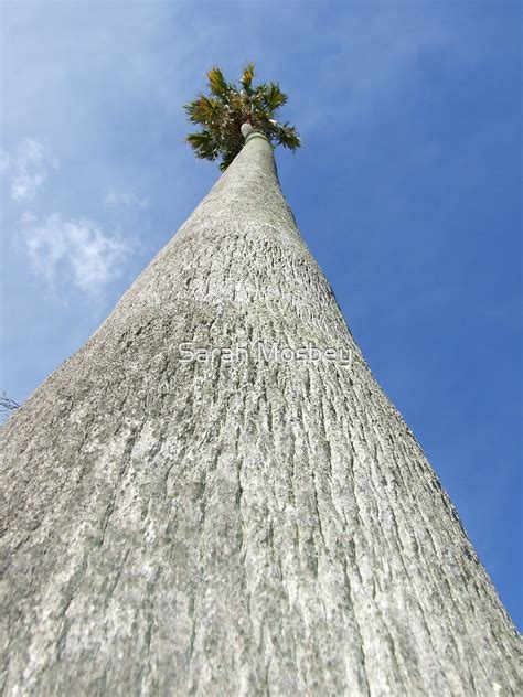 "The tallest tree I have ever seen!" by Sarah Mosbey | Redbubble