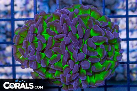 Big Branching Hammer Frag Australia Neon Stems Purple Tips Corals