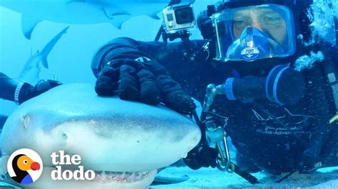 Diver Has Been Friends With Tiger Shark For 20 Years The Dodo Youtube