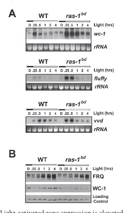 Figure From The Band Mutation In Neurospora Crassa Is A Dominant