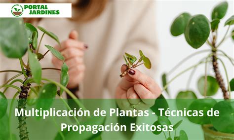 Multiplicaci N De Plantas T Cnicas De Propagaci N Exitosas