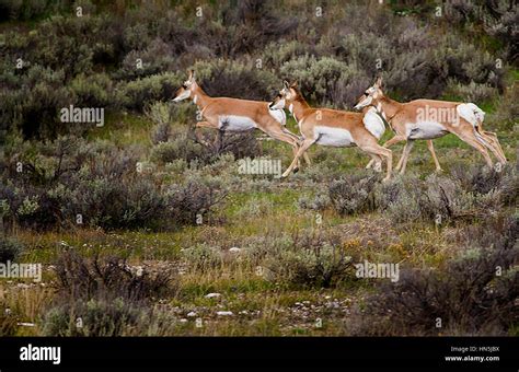 American Pronghorn Antelope Stock Photo - Alamy