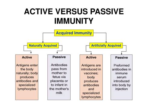 Ppt Cell Mediated Immunity Powerpoint Presentation Free Download Id 902627