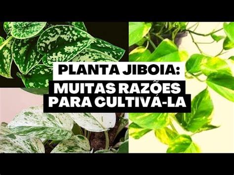 Como Cuidar E Como Fazer Mudas Da Planta Jiboia Cultive A Jiboia Na