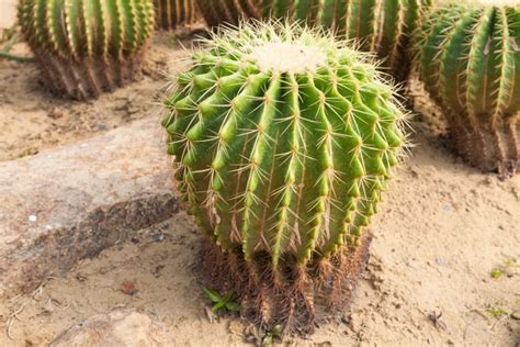 Are Cactus Poisonous Learn The Truth About Cacti Plants