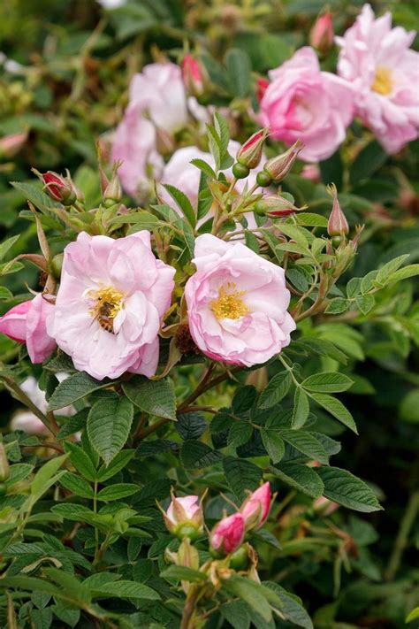 Rosa Rugosa Seaside Swirl™ Boruiwhiva Rose Garden Center Marketing