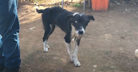 Senior Dog Surrendered For Being “too Old” Finds A Loving Home To Live