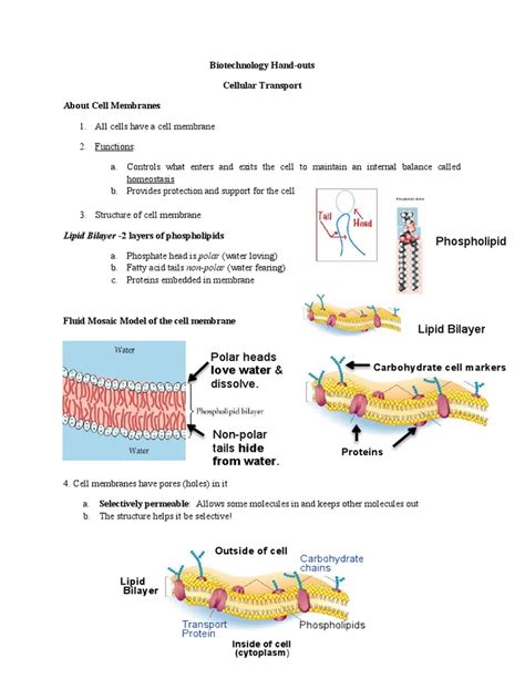 Biotech 2 Cell Transport Pdf Cell Membrane Lipid Bilayer