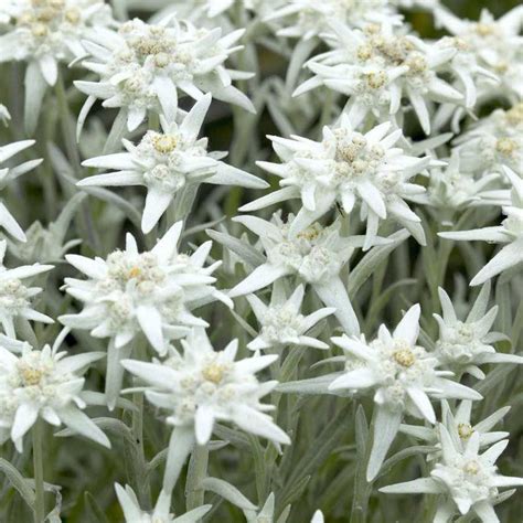 Seminte de Floare de Colt Leontopodium Alpinum Edelweiss