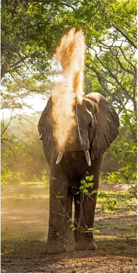 Powder bomb | Singita