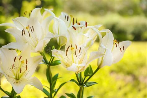 Beautiful Blooming Lily Flowers In Garden Stock Image Image Of Lilly