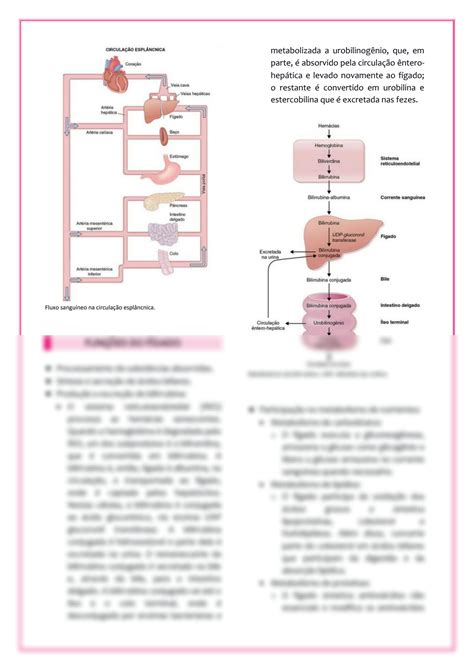 Solution Metabolismo Hep Tico Studypool