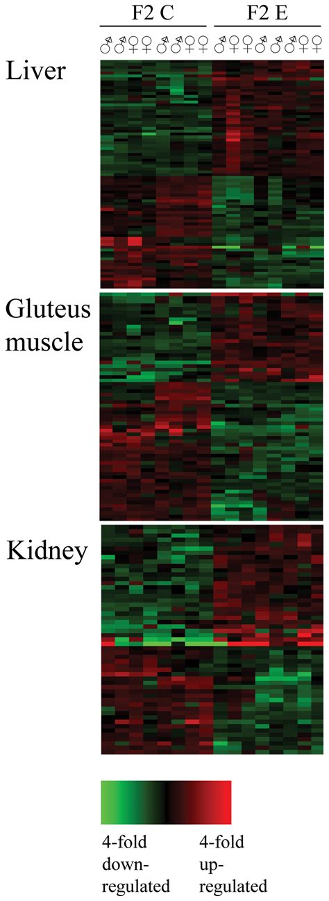 Clustering Heat Maps For The Gene Expression Analysis Clustering Heat