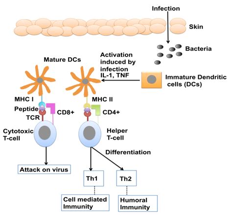 3 Schematic Representation Of Induction Of T Cell Mediated Immune