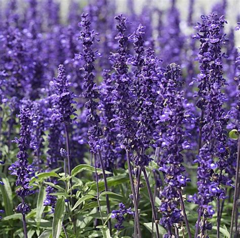 Sage Seeds Victoria Blue Mealy Cup Flower Garden Plant Seeds Large