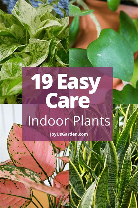 Easy Care Houseplants for Beginners: 19 Favorites (2025)
