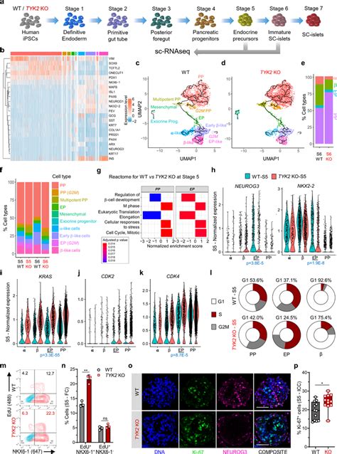 Single Cell Transcriptomic Analysis Of Endocrine Differentiation A Download Scientific Diagram