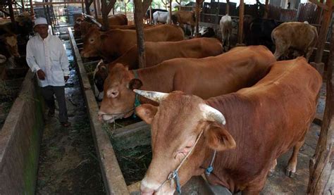merawat sapi  cepat besar suplemen  pupuk organik cair