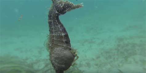 This Video Of A Male Seahorse Giving Birth Is Seriously Mesmerizing