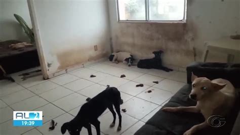 Oito Cachorros Em Situa O De Maus Tratos S O Resgatados De Apartamento