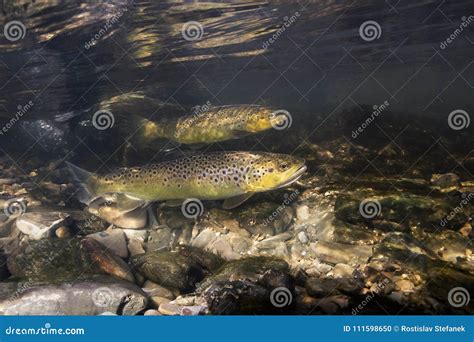 Fotograf A Subacu Tica Del Trutta Del Salmo De La Trucha Marr N Foto De