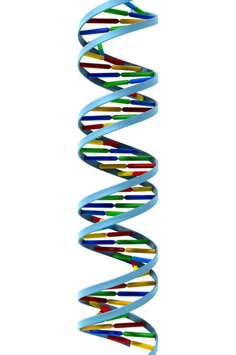 Osnove Nasljeđivanja Ponavljanje Biologija 8