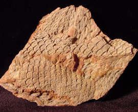 Fossils Fossnet Fossil Store Carboniferious Plants