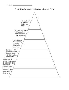 Bio Ecosystem Organization Pyramid Graphic Organizer Tpt