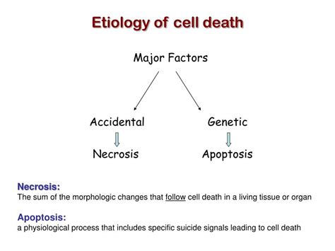 PPT - Mechanisms of Cell Death PowerPoint Presentation, free download - ID:241715