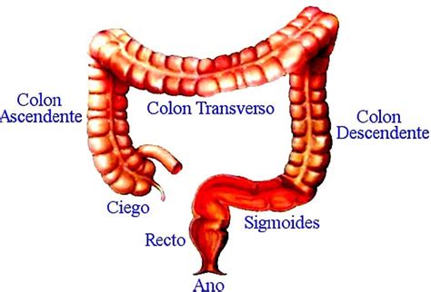 Intestino Grueso Blog De Biolog A