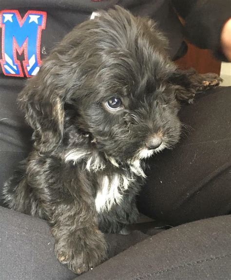 Beautiful Cockapoo Puppies In Bellingham Northumberland Gumtree