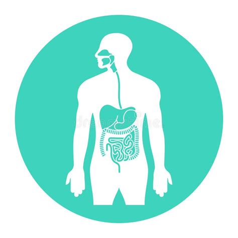 Human Alimentary Canal Or Digestive System Line Art Icon For Apps And Websites Stock Vector