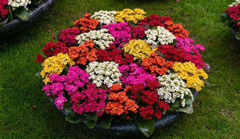 Kalanchoe Blossfeldianaflaming Katy Tips To Grow Benefits