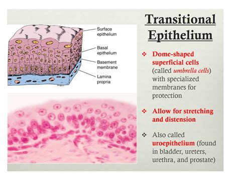 Key Features Of Epithelial Tissue