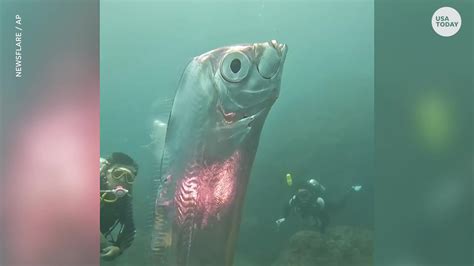 Rare Giant Oarfish