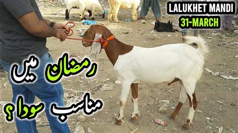 Lalukhet Bakra Mandi Karachi Rates On 31 Mar Bakra Mandi 2024