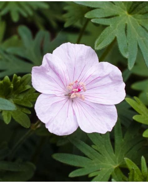 Buy Rare Unusual Exciting Plants Hayloft Geranium Vision Light Pink