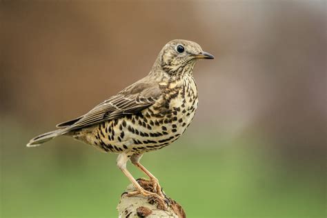 Mistle Thrush Bird Facts Turdus Viscivorus