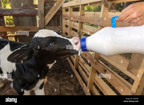 little baby cow feeding from milk bottle Stock Photo - Alamy