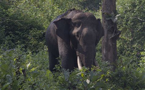 Elephant poaching kills more than just elephants | Science | AAAS