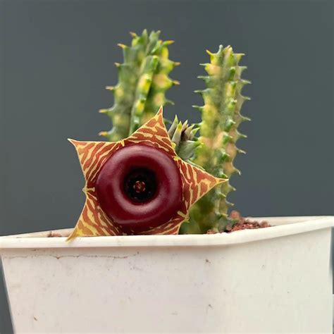 Huernia Zebrina Variegata Stapeliads Store Tropics Home