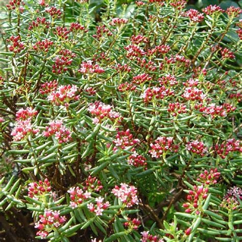 Crassula Sarcocaulis Plante Succulente Ressemblant à Un Bonsaï