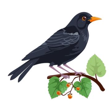 Blackbird Cartoon PNG, Vector, PSD, and Clipart With Transparent Background for Free Download ...