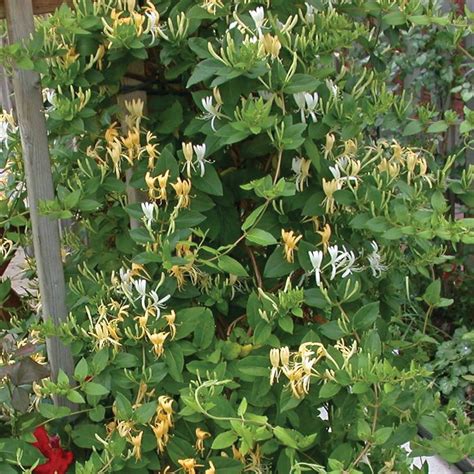 Lonicera Japonica Halliana From Nvk Nurseries