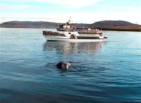 Private Whale Watching Tours in Iceland - Iceland Luxury Tours