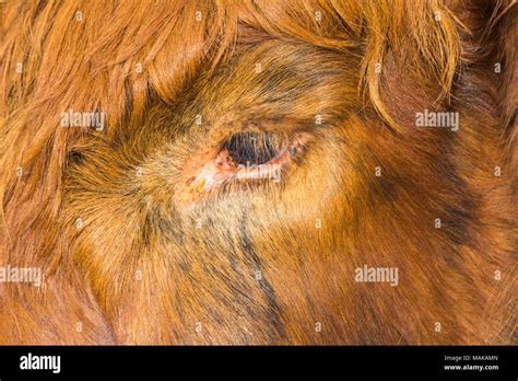 Abstract Close Up Detail Of Eye And Eye Lashes Of Highland Cattle Cow