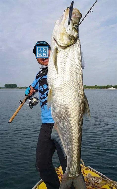 水下暗島釣魚，野釣翹嘴魚的經驗教學，釣獲一條40斤的巨型翹嘴魚 每日頭條