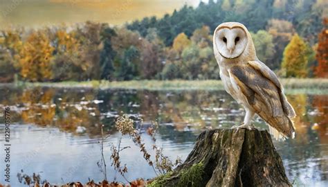Ai Generated A Barn Owl Resting On A Tree Stump In Front Of A Lake
