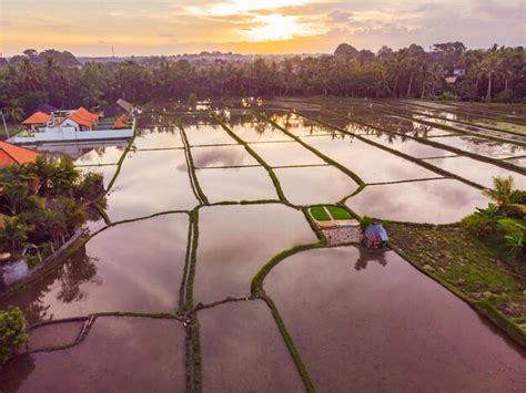 Os Campos De Arroz S O Inundados Gua Arrozais Inundados M Todos