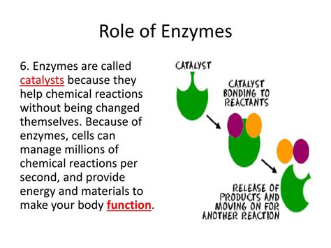 Ppt Role Of Enzymes Powerpoint Presentation Free Download Id2028941